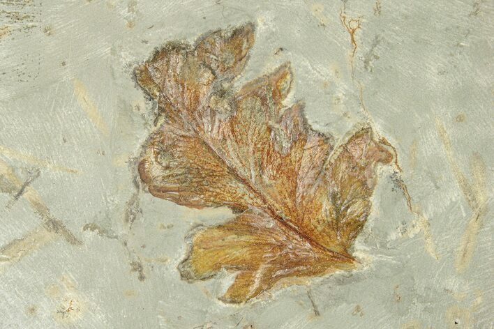Fossil Fern Leaf (Onoclea) - Montana #270966